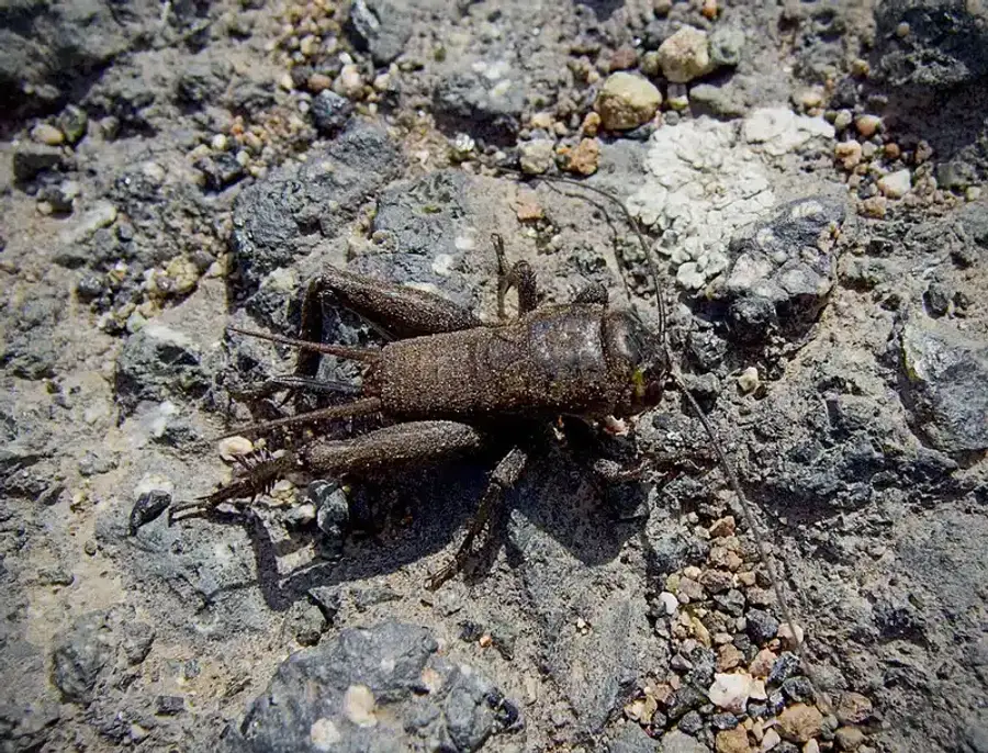 A cricket on rocky ground