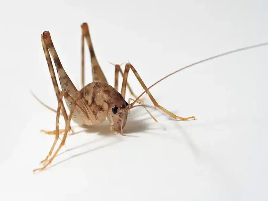 Close-up of an insect on white background