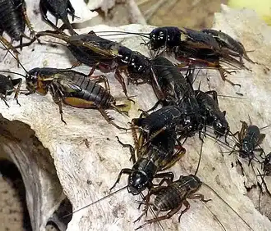 Group of crickets on a surface