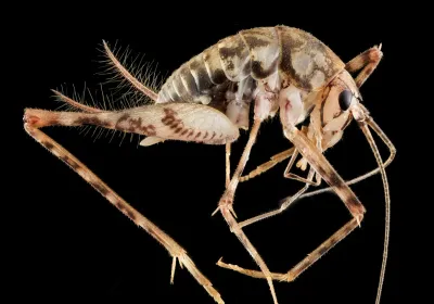 Crickets