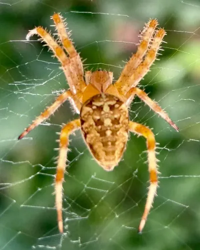 Cross orbweaver spider centered on its web showing the distinctive white cross pattern on its abdomen