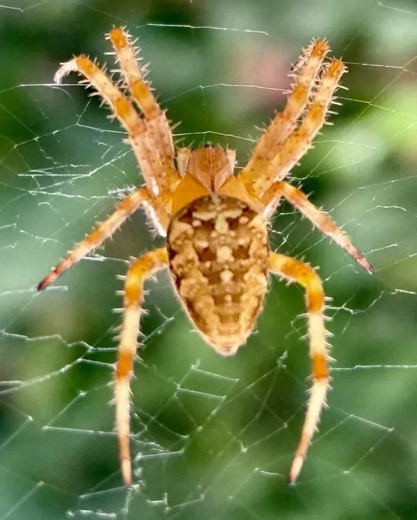 Cross orbweaver spider centered on its web showing the distinctive white cross pattern on its abdomen