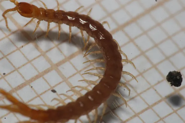 Cryptops centipede showing reddish-brown segmented body and multiple legs
