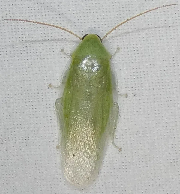 Top-down view of a Cuban cockroach showing its distinctive bright green coloring and translucent wings