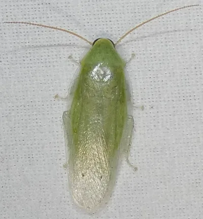 Top-down view of a Cuban cockroach showing its distinctive bright green coloring and translucent wings
