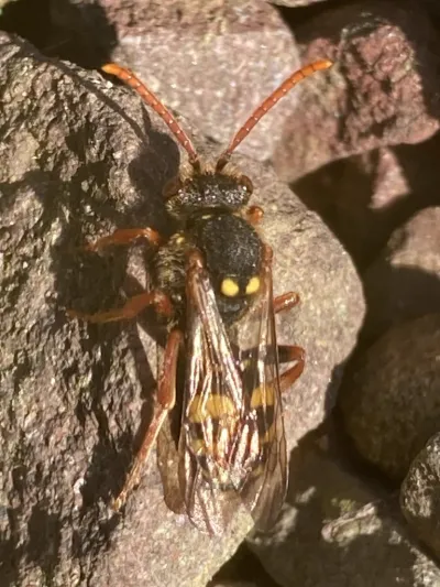 Cuckoo bee showing distinctive wasp-like coloring and body shape