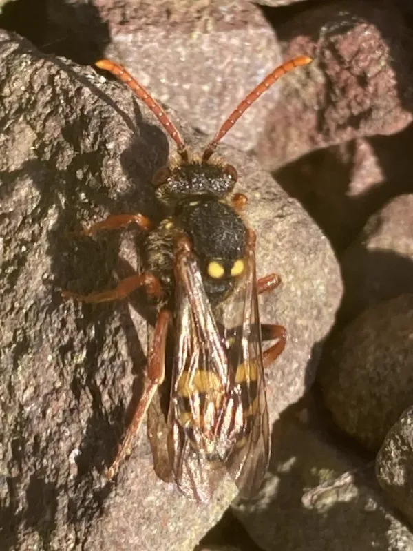 Cuckoo bee showing distinctive wasp-like coloring and body shape