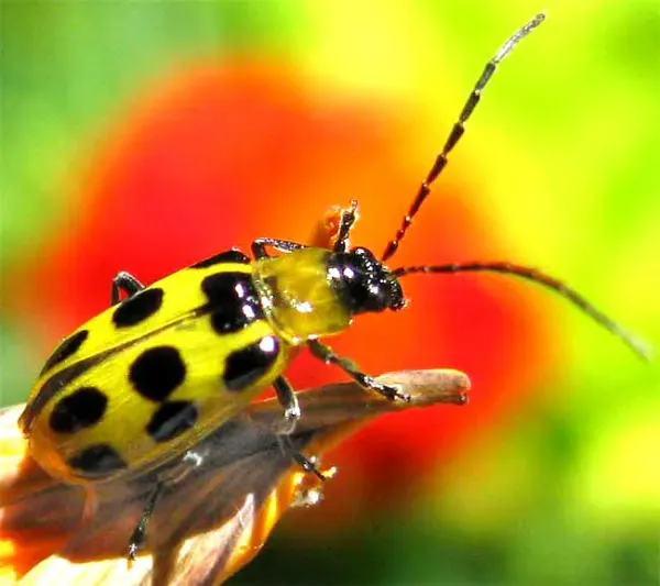 Close-up of a spotted cucumber beetle showing its yellowish-green body with black spots and long antennae