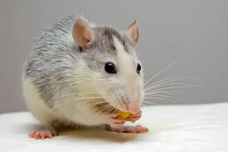 Domestic rat eating a yellow snack