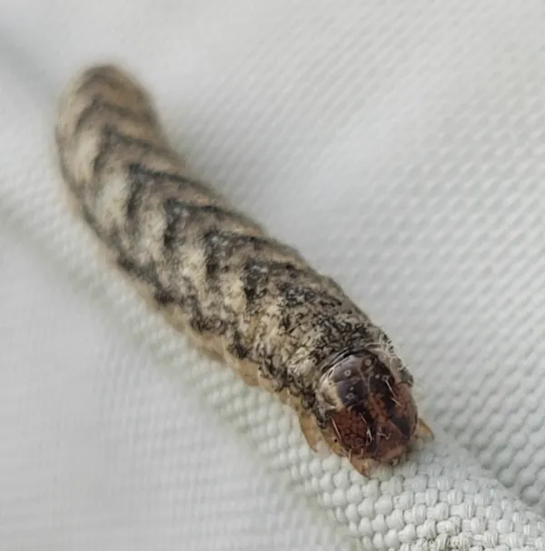 Gray-brown cutworm caterpillar showing characteristic striped pattern