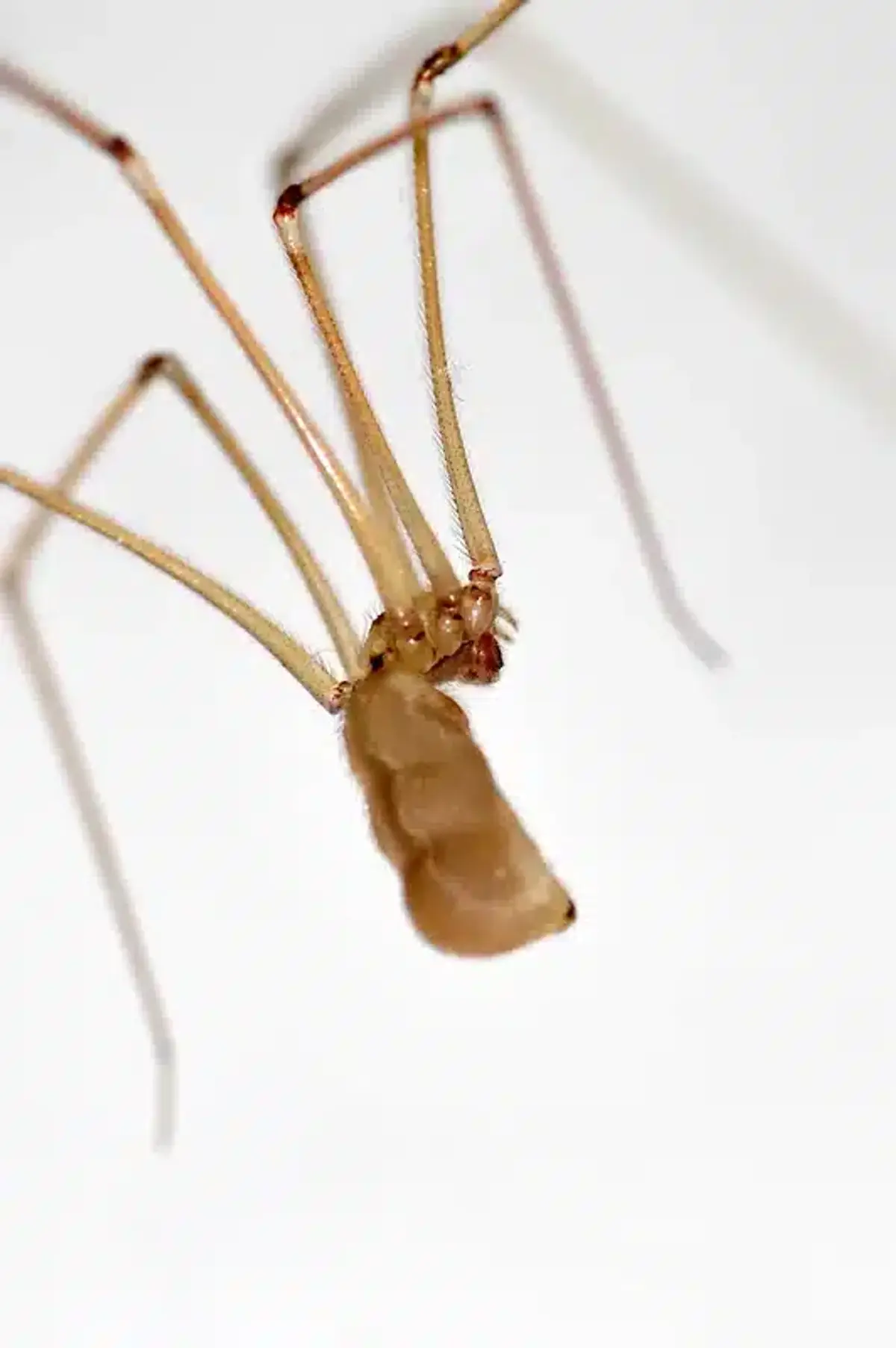 Close-up of a daddy longlegs spider