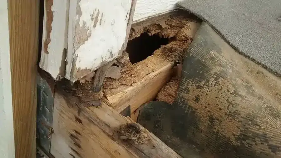 Termite damage on wooden structure