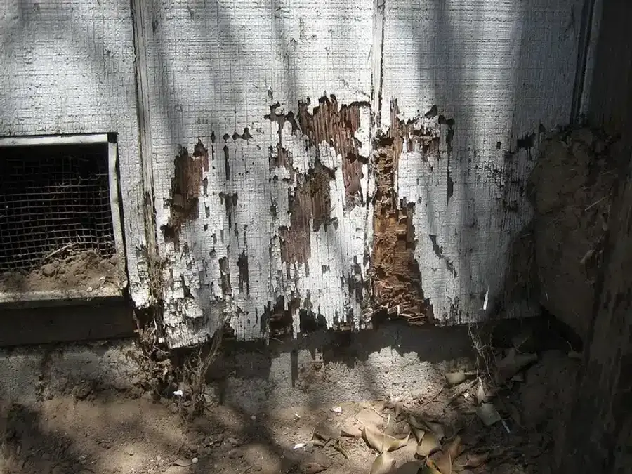 Exterior wood wall showing severe termite damage