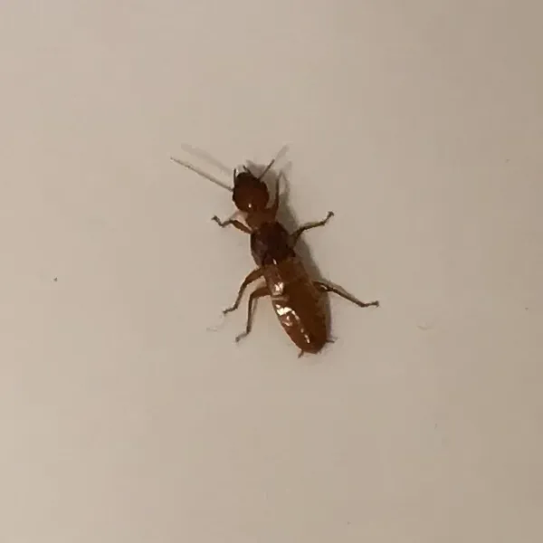 Dampwood termite showing characteristic large body and brownish coloring