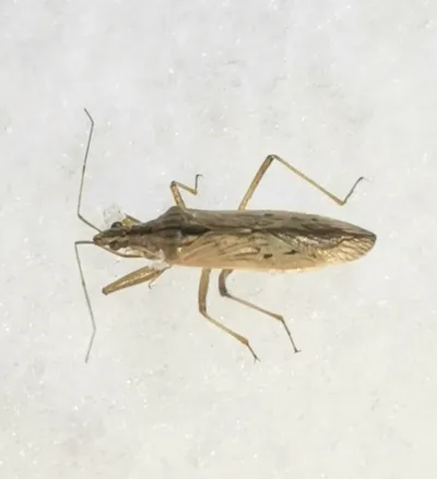 Top-down view of a damsel bug showing its slender tan body and long legs