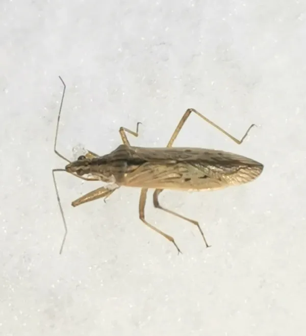 Top-down view of a damsel bug showing its slender tan body and long legs