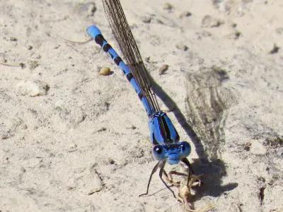 Blue damselfly resting on sandy ground showing its slender body and delicate wings