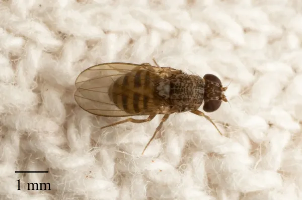 Top-down view of a dark-eyed fruit fly showing its characteristic tan body with darker banding and brown eyes