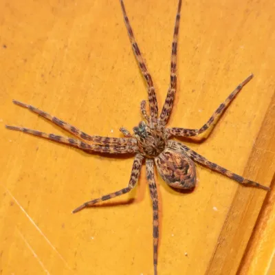Dark fishing spider viewed from above showing banded legs and dark W-shaped marks on its abdomen