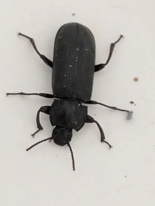 Top-down view of a dark mealworm beetle on a white surface showing its dull black elongated body and all legs
