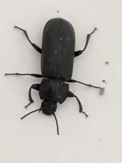 Top-down view of a dark mealworm beetle on a white surface showing its dull black elongated body and all legs