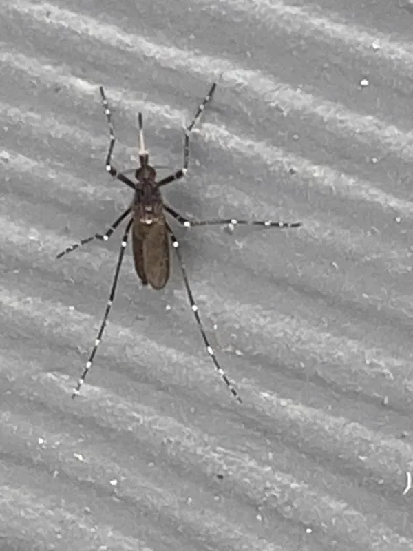 Top-down view of a dark ricefield mosquito showing its dark brown body with pale scale patches
