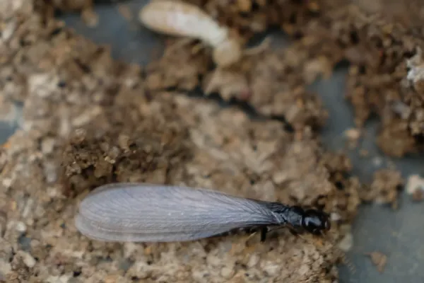 Dark southern subterranean termite swarmer showing dark brown body and translucent wings