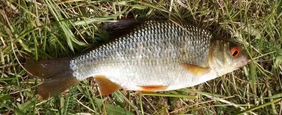 Dead fish lying on grass