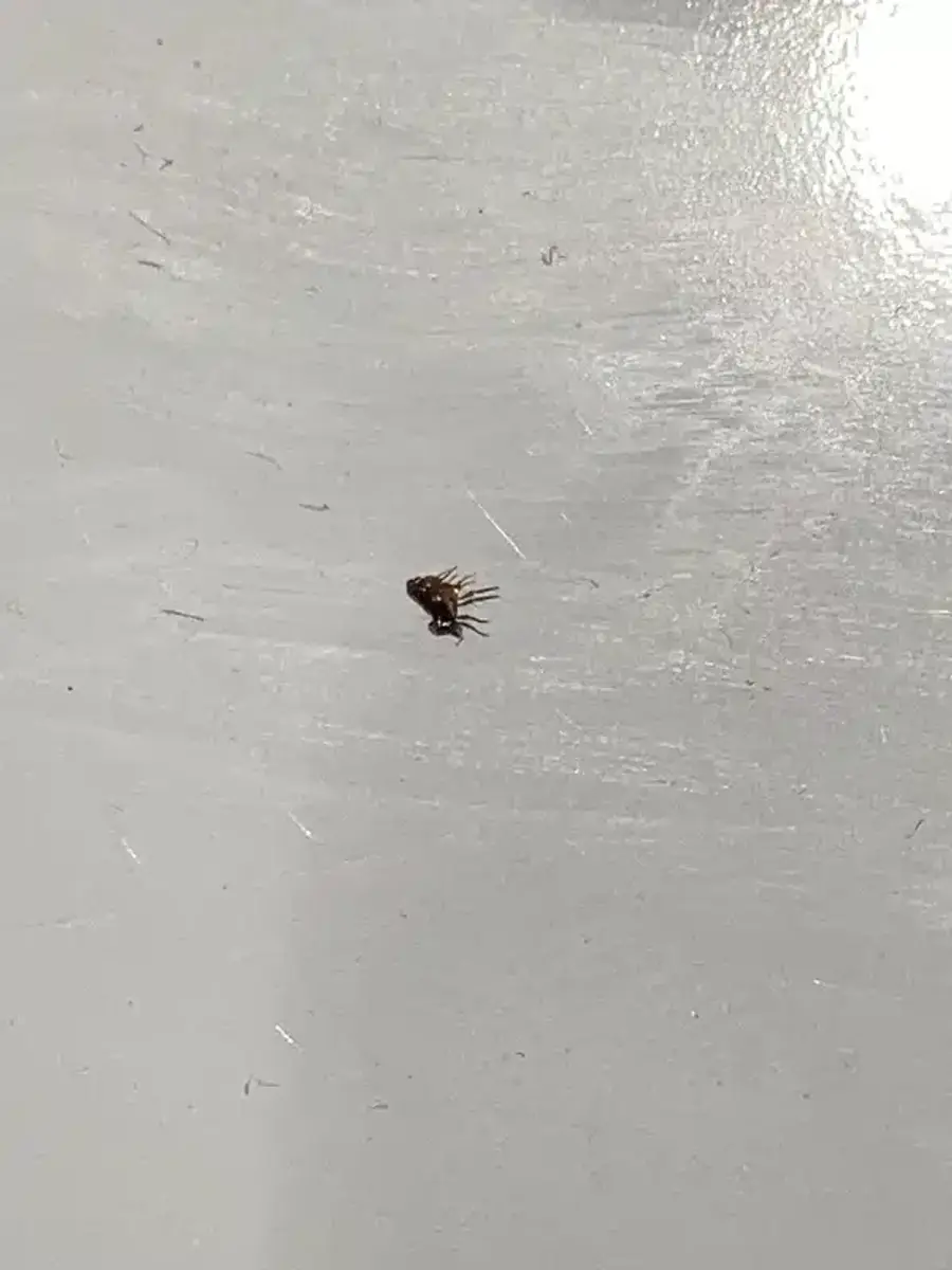 Dead flea after successful treatment