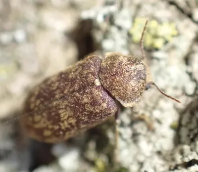 Deathwatch Beetles