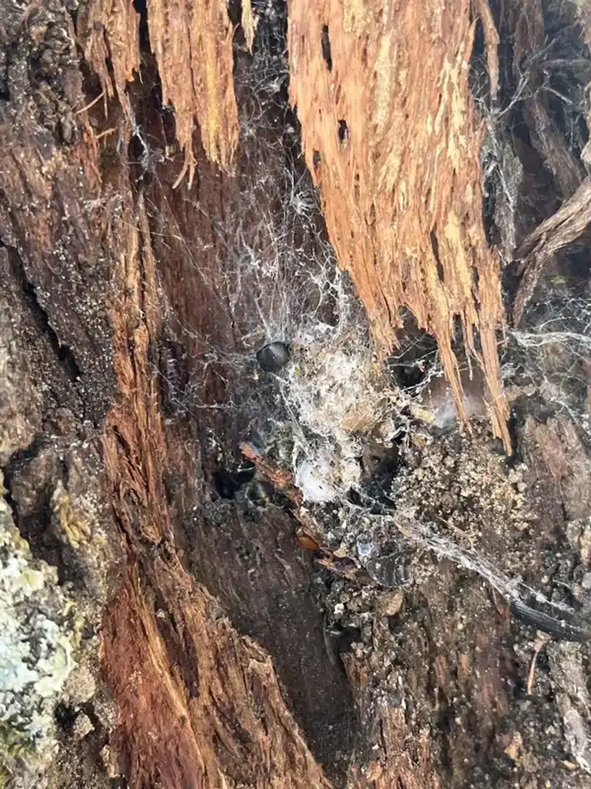 Wood damage with spider webs