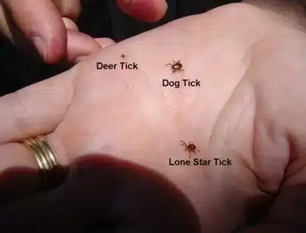 Picture of a Tick: Identify, Treat, and Prevent Infestations