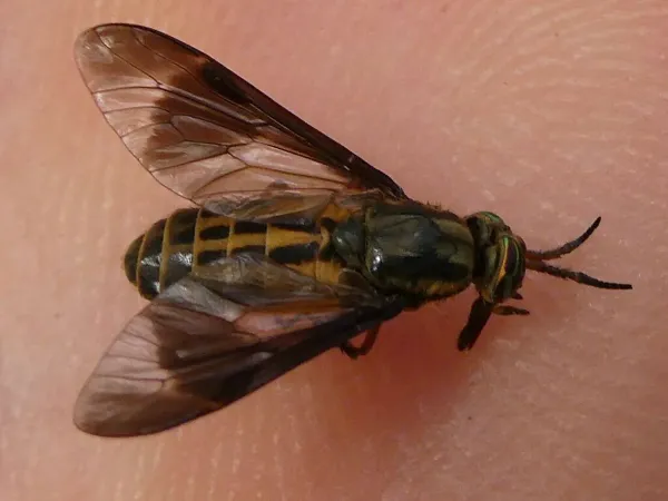 Top-down view of a deer fly showing yellow and black striped body pattern and patterned wings