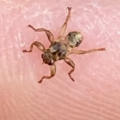 Close-up top-down view of a wingless deer ked on human skin showing its flattened brown body and clinging legs