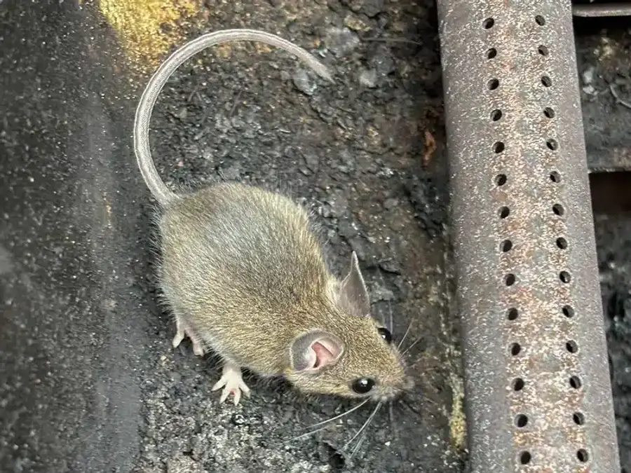 Deer mouse showing bicolored tail and large prominent ears