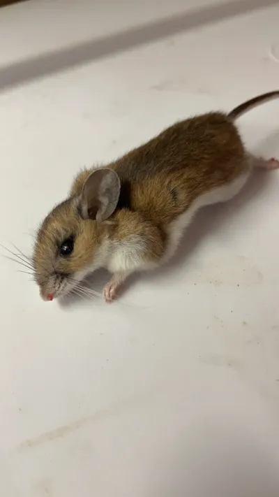 Side profile of a deer mouse showing characteristic bicolored fur with brown back and white underside