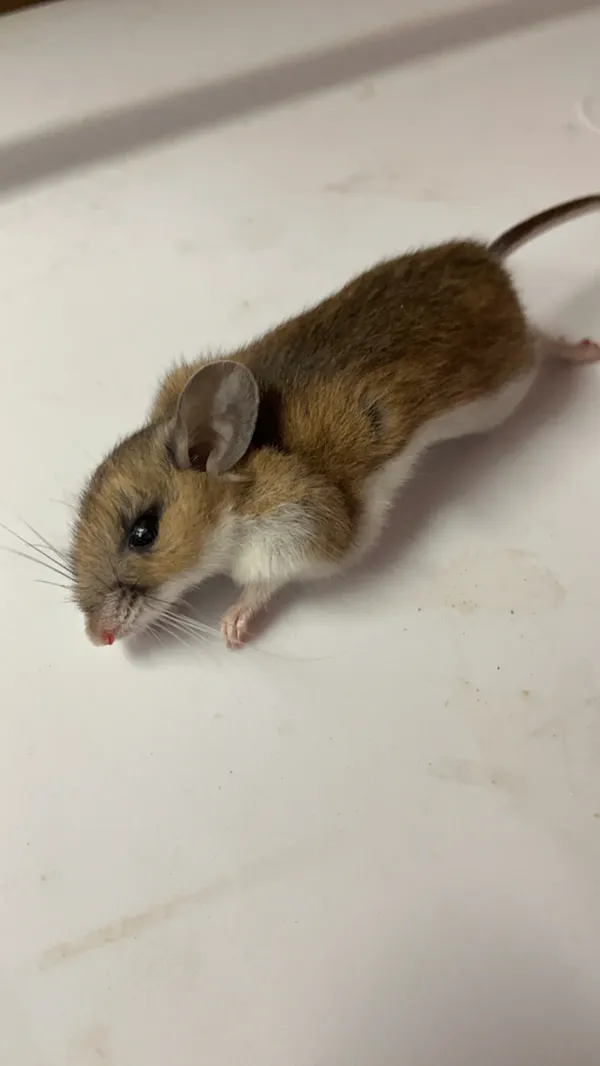 Side profile of a deer mouse showing characteristic bicolored fur with brown back and white underside