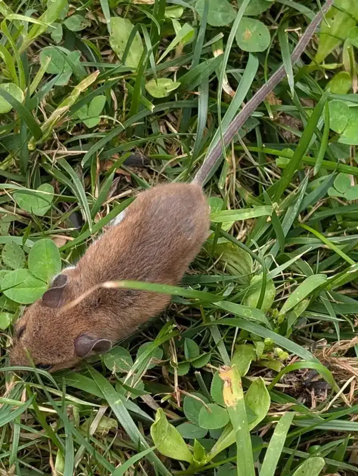 Field mouse in grass showing natural outdoor habitat