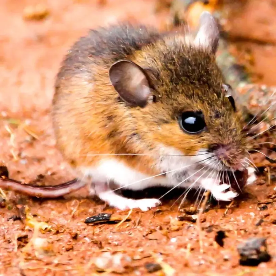 Deer mouse with a brown back and a stark white belly and feet on bare soil