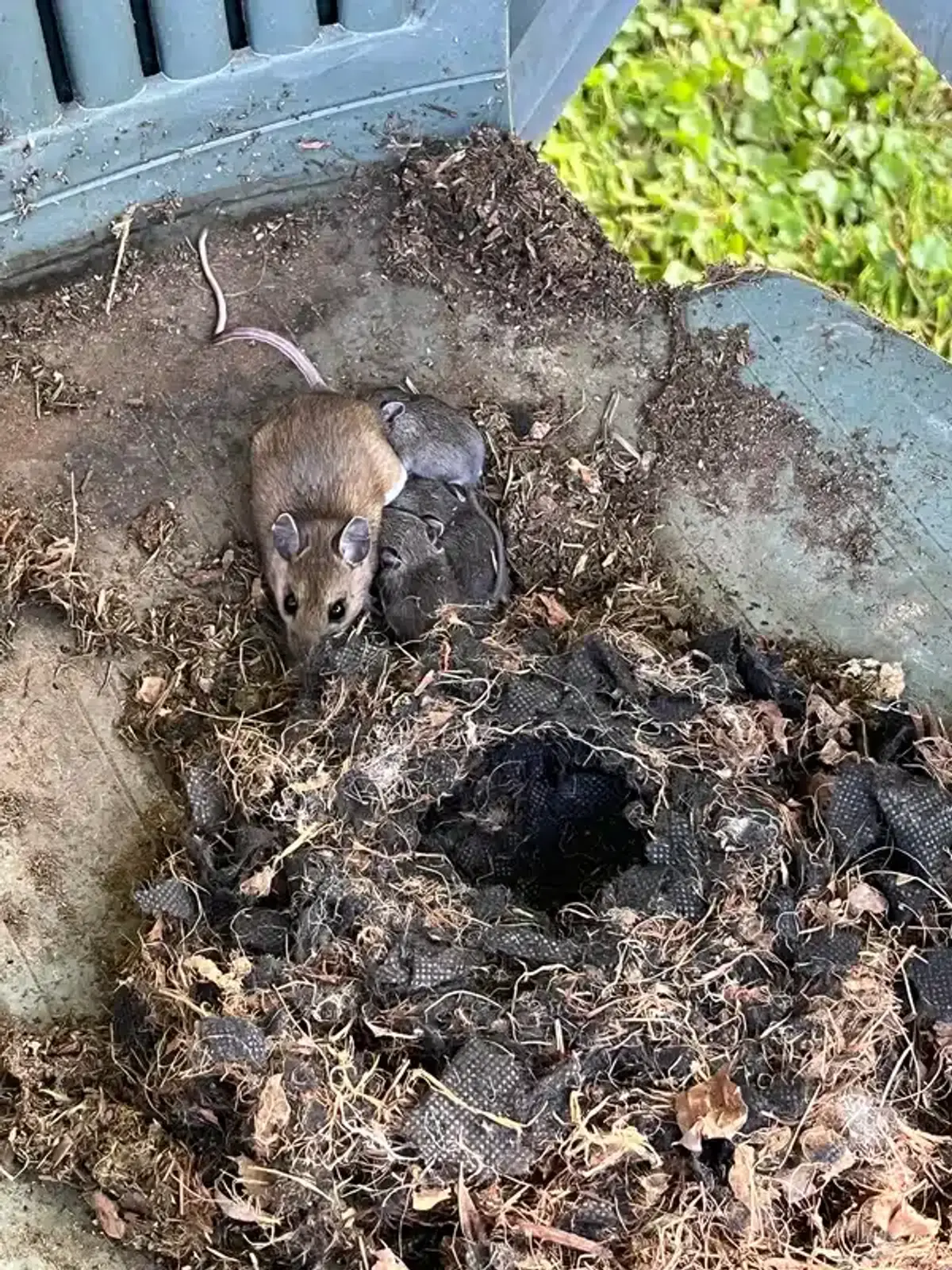 Field mouse with nest showing nesting behavior