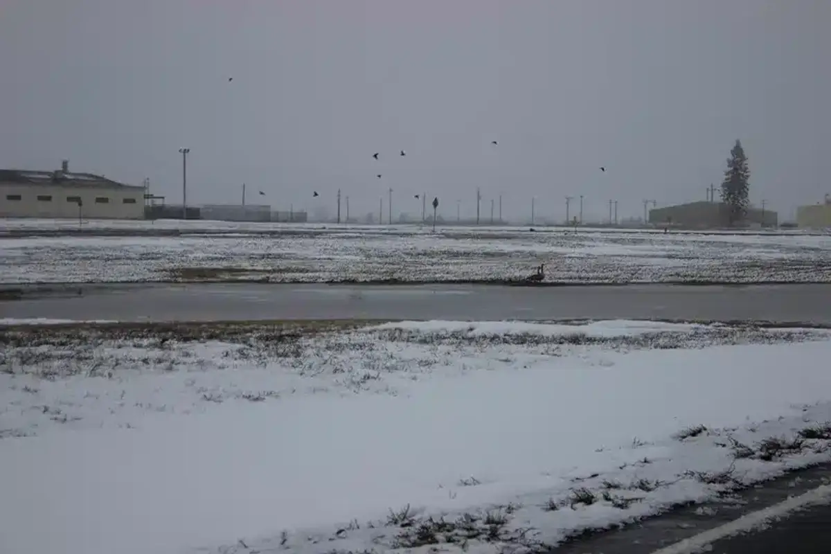 Pest control illustration showing traps