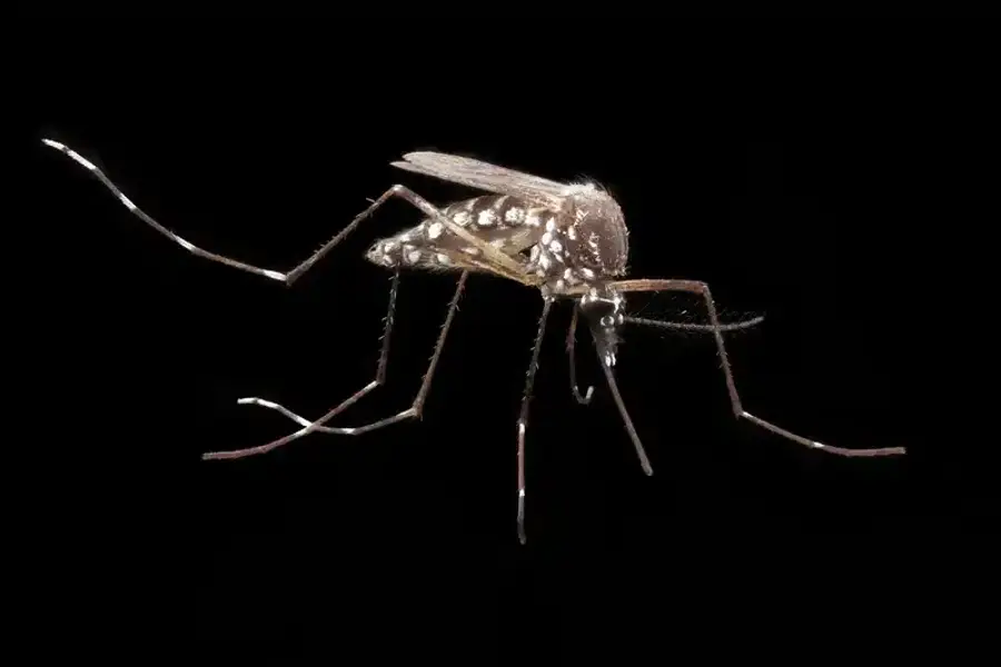 Neater vegetation following monthly treatments