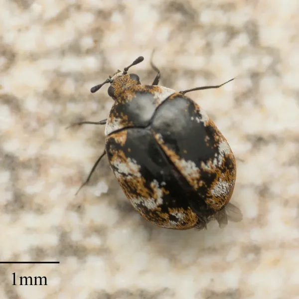 Close-up of a varied carpet beetle showing its mottled brown and white pattern with a 1mm scale bar for size reference