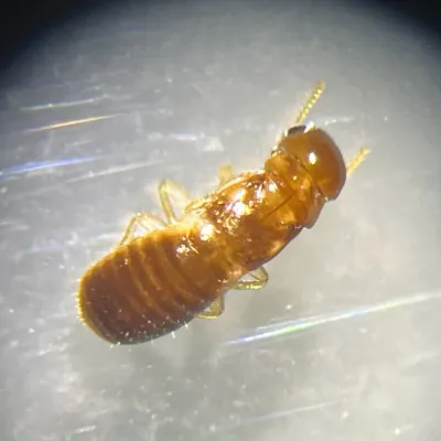 Close-up of a desert drywood termite worker showing golden-tan coloring and segmented body