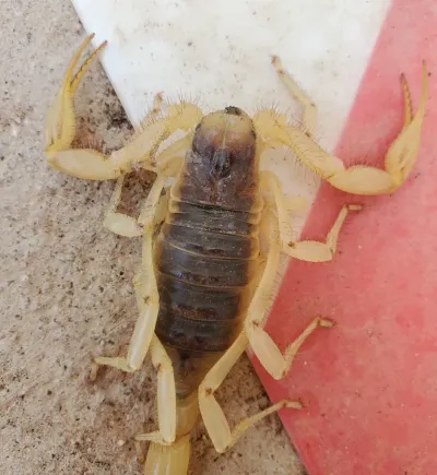 Top-down view of a desert hairy scorpion on sandy ground showing its full body, dark midsection, and pale yellow pincers