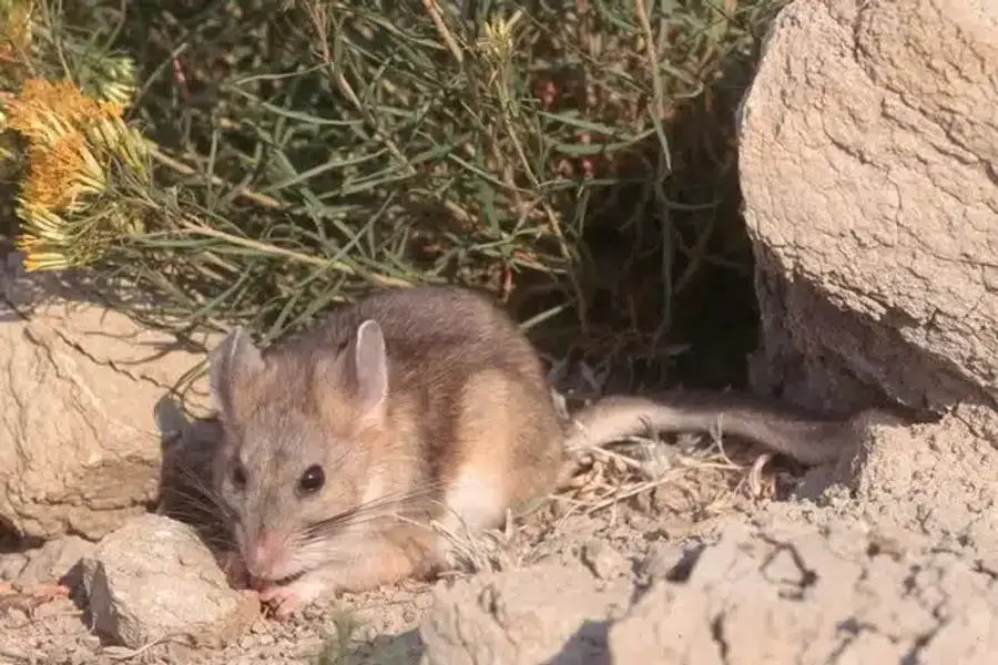 Small rodent near rocks and vegetation