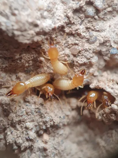Desert subterranean termite workers and soldiers with pale bodies and orange-brown heads in their nest