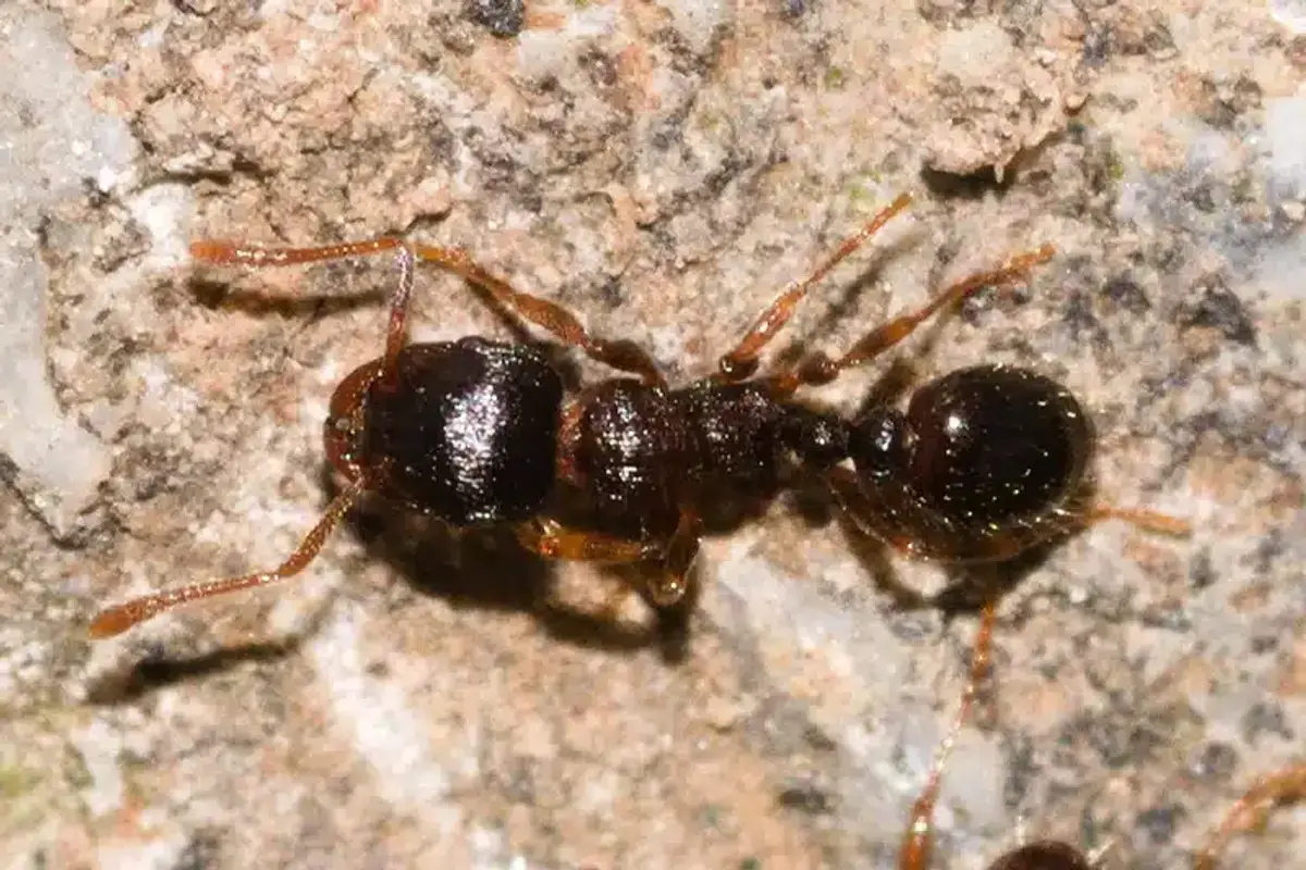 Detailed close-up of a single ant for species identification
