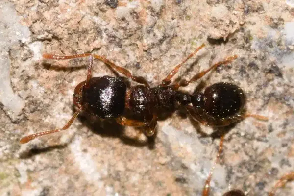 Will Baking Soda Kill Ants? What the Research Says