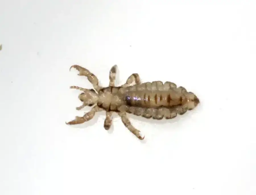 Detailed image of a louse